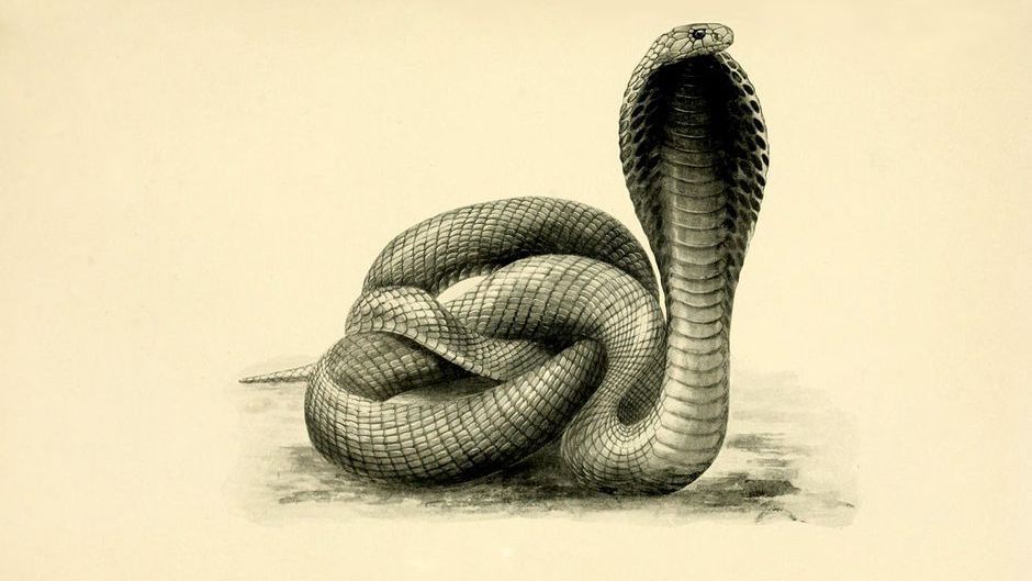 Sahil Bloom — image